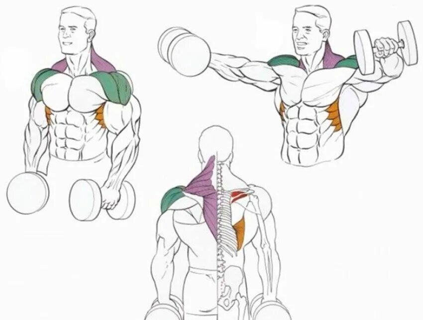 Подъем рук с гантелями. Разведение гантелей стоя мышцы. Махи с гантелями стоя на среднюю дельту. Упражнение разводка гантелей стоя. Упражнение на плечи с штангой Дельта.