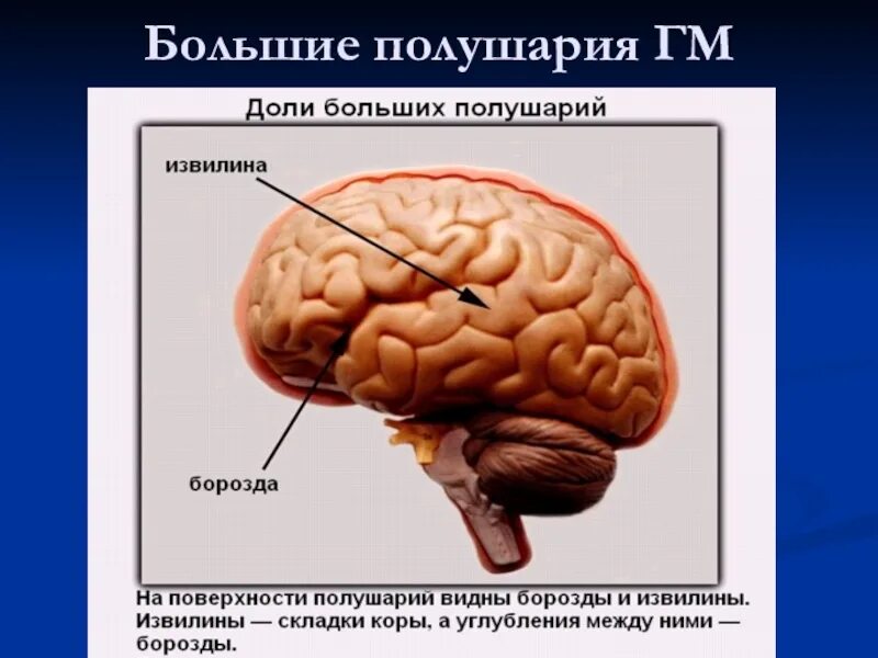 Структура человеческого мозга. Строение головного мозга презентация. Строение головного мозга биология. Головной мозг 8 класс презентация.