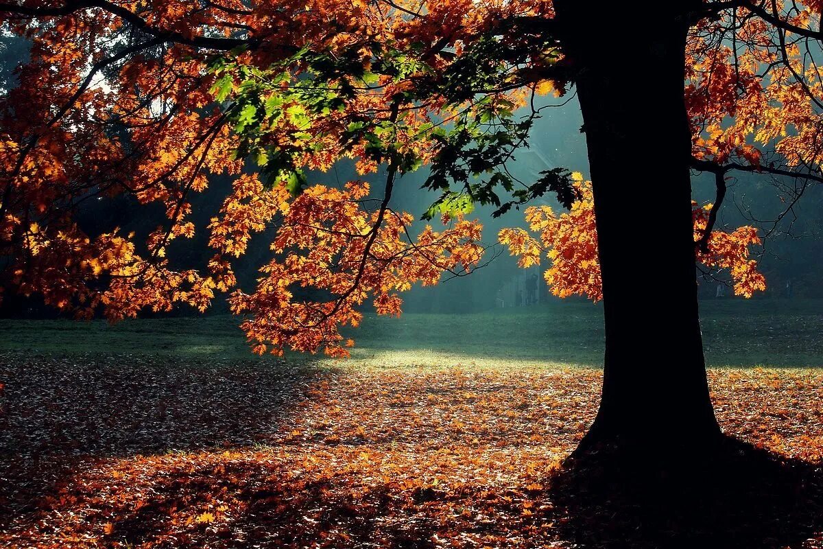 Клен ноты для синтезатора. Осенний дождь. Там где клён шумит. Тот клен в поле бродит мгла. Туманное утро в саду.