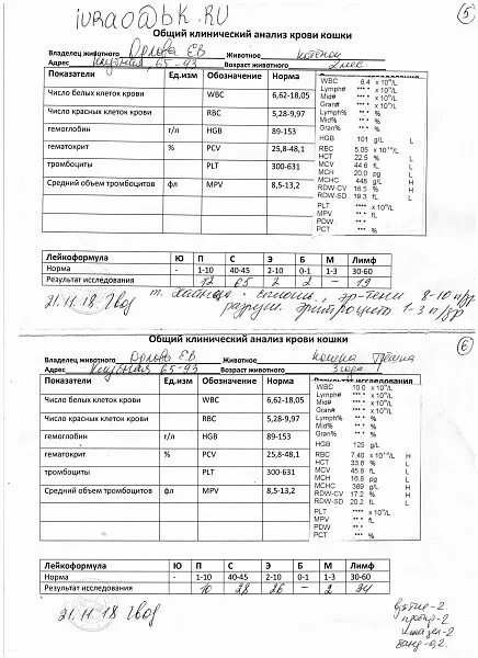 Расшифровка анализа крови у кошек биохимия. Нормы биохимического анализа крови у кошек. Таблица биохимического анализа в крови кошек :. Показатели биохимического анализа крови кошек. Норма сахара в крови у кошек