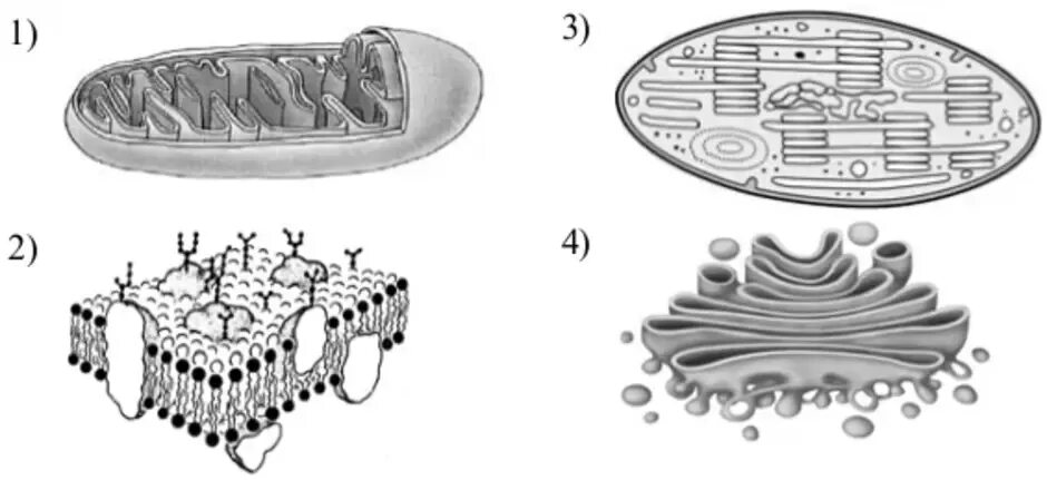 Митохондрии органоид ЕГЭ. Комплекс Гольджи и митохондрии. Органоиды клетки рисунки хлоропласты. Строение хлоропласта ЕГЭ биология. Митохондрия микротрубочка хлоропласт