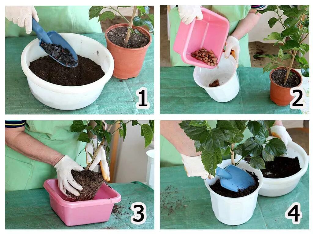 пикировка рассады капусты. черенкование рассады петунии. высадка рассады томатов схема. примула пикировка рассады. пошаговое выращивание.