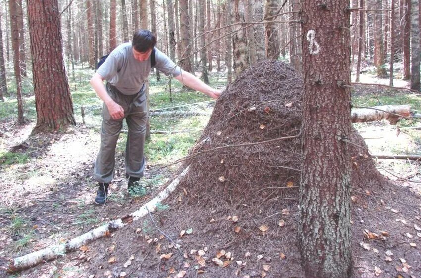 Огромный Муравейник. Большие муравейники в лесу. Огромные Лесные муравьи. Ограждение муравейников в лесу. Летом рыбаки разрушили муравейник