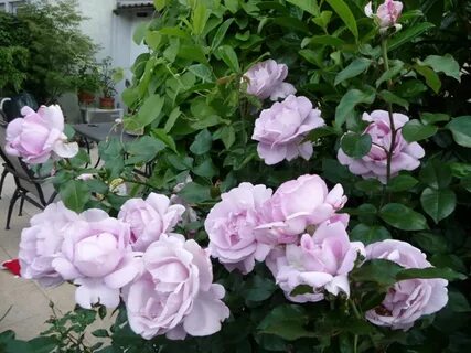 Rose du