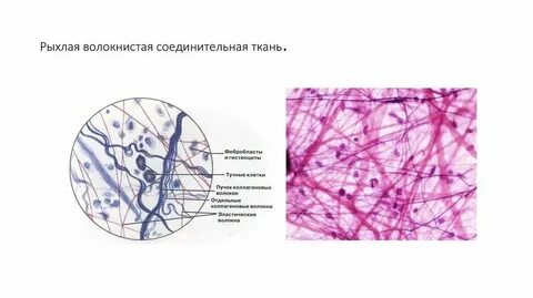 Какие ткани рыхлые