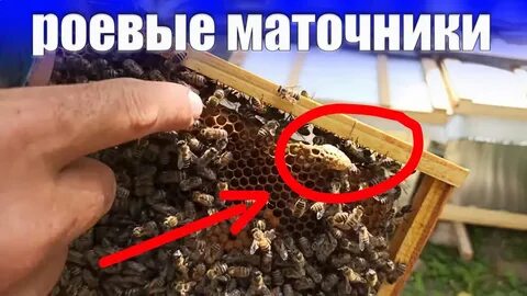 Роевое состояние семьи