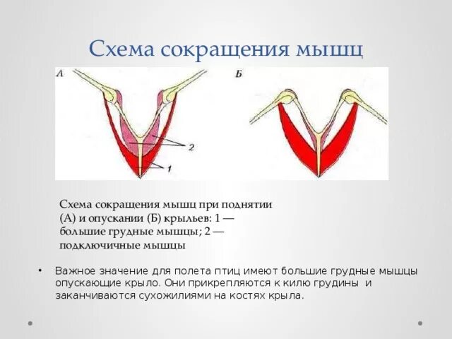 Каковы особенности мускулатуры птиц. Схема сокращения мышц при поднятии и опускании крыльев. Подключичные мышцы у птиц. Схема сокращения мышц. Скелетные мышцы птицы.