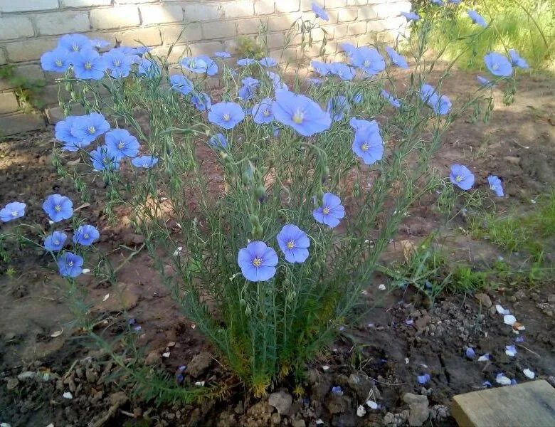 Как посеять лен. Лен многолетний Linum perénne. Лен многолетний Блю Скай. Лен крупноцветковый рубрум. Лен крупноцветковый голубой.