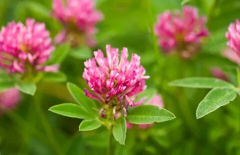Red clover