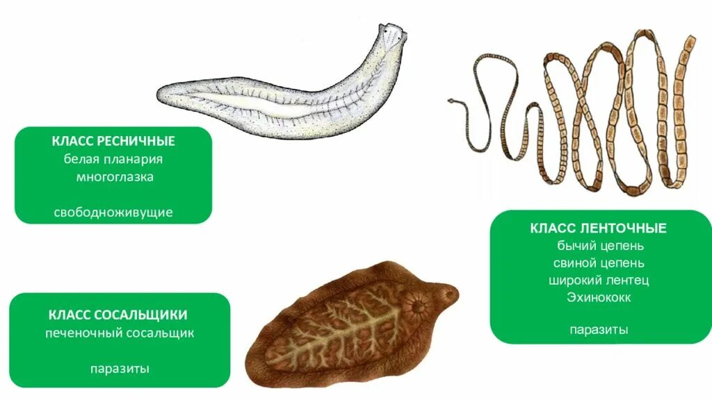 Белую планарию и печёночного сосальщика.. Классы Ресничные, сосальщики, ленточные черви.. Плоские черви бычий цепень. Плоские черви паразиты и свободноживущие. Класс ресничные сосальщики ленточные