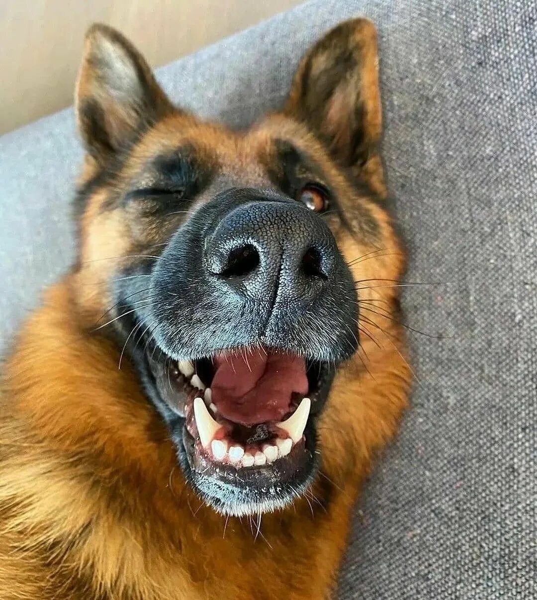 Овчарка улыбается. Немецкая овчарка. Улыбчивые овчарки. Смешные немецкие овчарки. Овчарка макс.