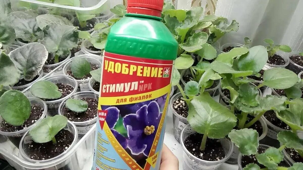 Узамбарские фиалки полив. Комнатные цветы фиалки. Фиалка узамбарская пересадка. Чем поливать фиалки домашние для цветения. Чем поливать фиалки домашние для цветения.