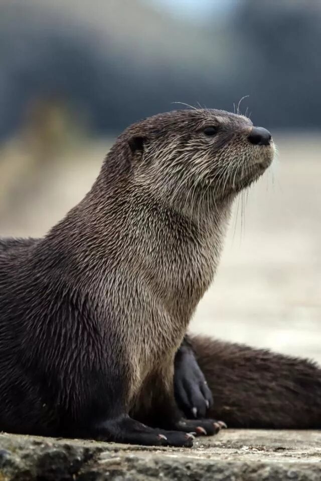 бобер с телефоном. бобер звонит. телефон бобра. прикольные бобры. онлик бобрихи.