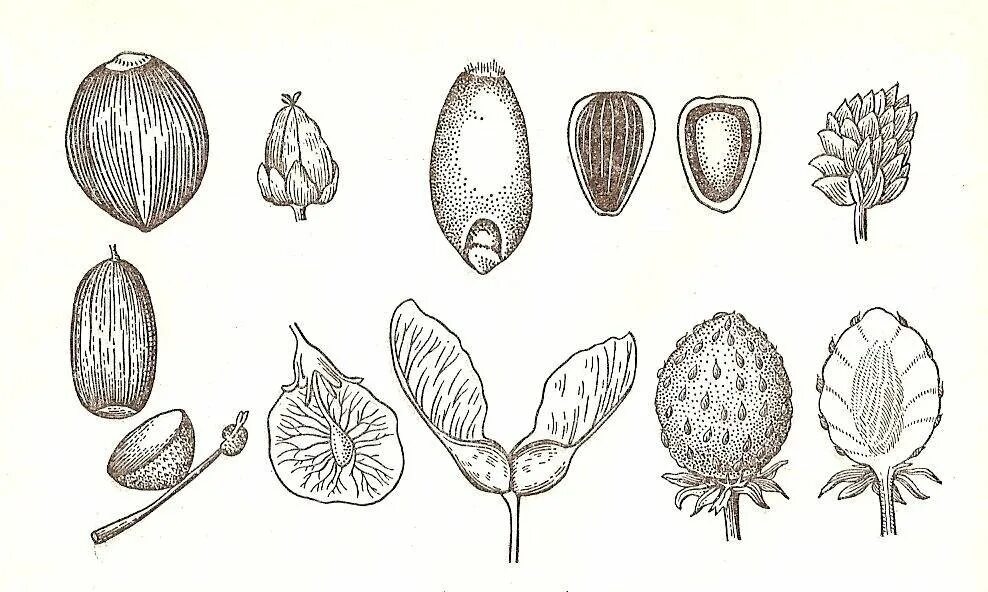 Какие типы плодов изображены на рисунке. Сухие односемянные плоды Зерновка. Семянки ботаника. Плод Боб односемянный. Плод семянка строение.