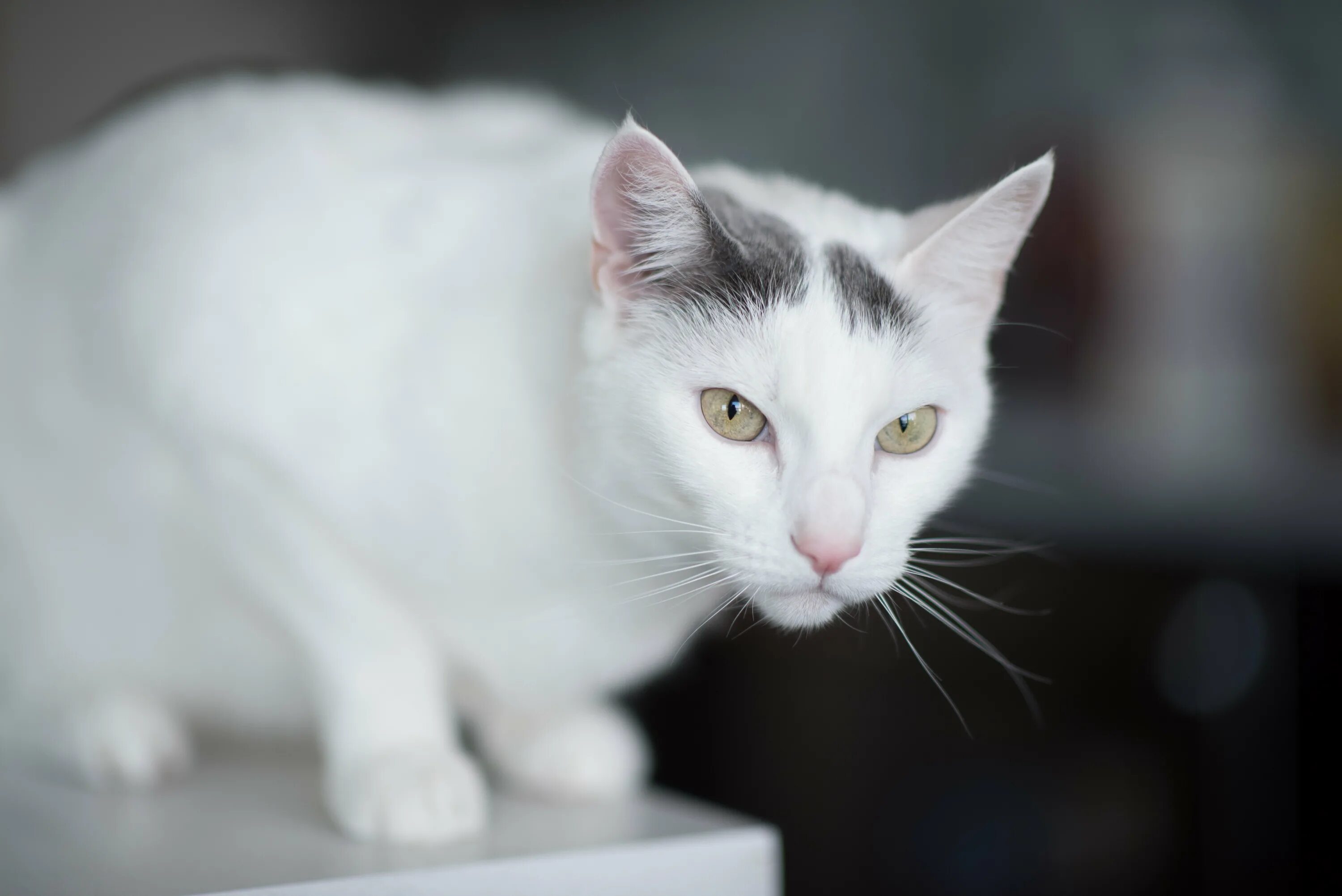 Какого цвета белый кот. Белый гладкошерстный кот. европейская короткошерстная кошка белая. вайт кэт. анатолийская кошка серо белая.