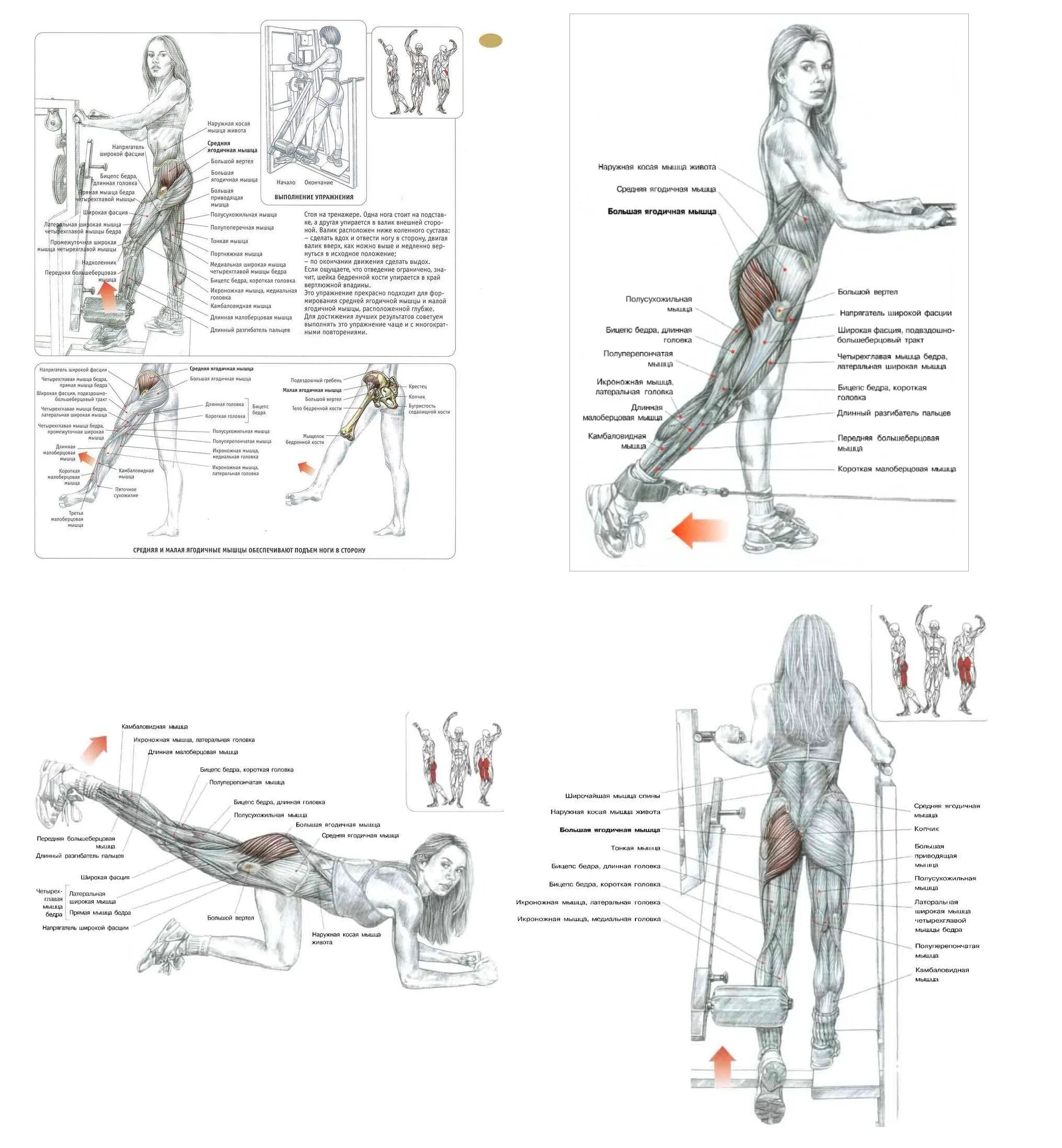Изолирующие упражнения на ягодицы. Упражнения на верхнюю часть ягодиц в тренажерном зале. Упражнения для большой ягодичной мышцы в тренажерном. Упражнения на ягодичные мышцы для женщин в тренажерном зале. План тренировок на ноги и ягодицы для девушек в тренажерном зале.