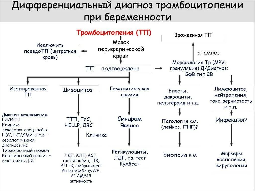 Тромбоцитопеническая пурпура дифференциальная диагностика. Дифференциальная диагностика тромбоцитопении у детей. Причины развития тромбоцитопенической пурпуры. Тромбоцитопеническая пурпура дифференциальный диагноз. Васкулит классификация диагностика лечение