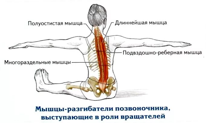 Мышцы разгибатели спины анатомия. Мышца выпрямляющая позвоночник длиннейшая мышца. Мышца выпрямляющая позвоночник подвздошно реберная. Многораздельные мышцы спины анатомия.