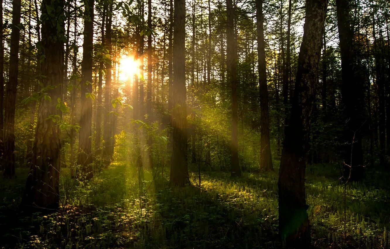 Кроны деревьев снизу. Солнце сквозь деревья. Луч. Утренний лес. Утро в лесу.