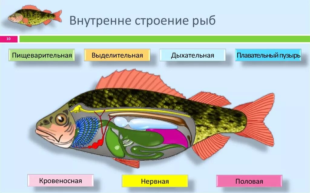 Плавательный пузырь щуки. Внутреннее строение рыбы 7 класс биология. Внутреннее строение рыбы 7 класс. Строение рыбы 7 класс биология. Системы органов рыб.