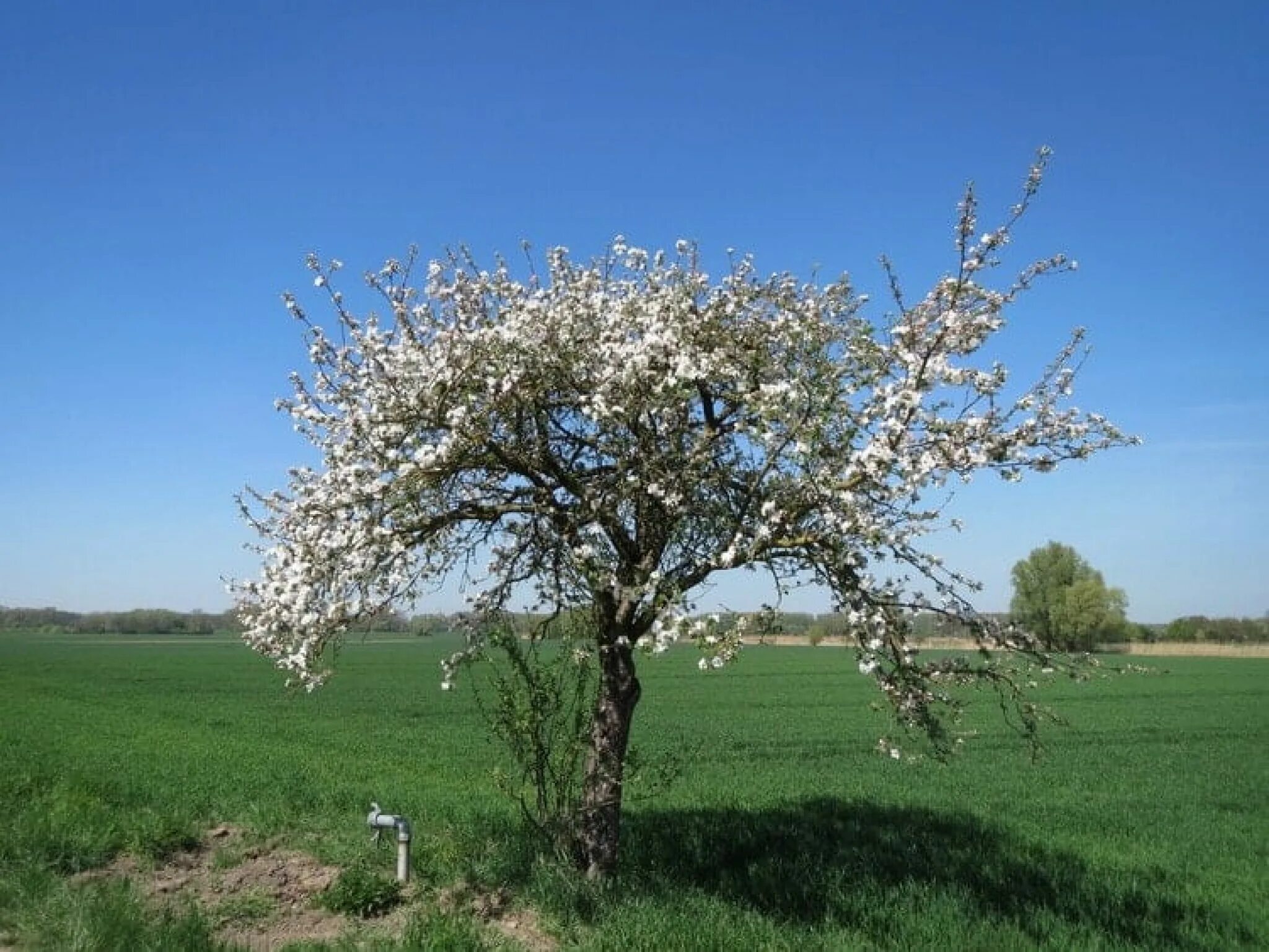 Вид яблони домашней. Яблоня малус доместика. Яблоня домашняя (Malus domestica). Яблоня плодовая Malus domestica. Malus domestica цветет.