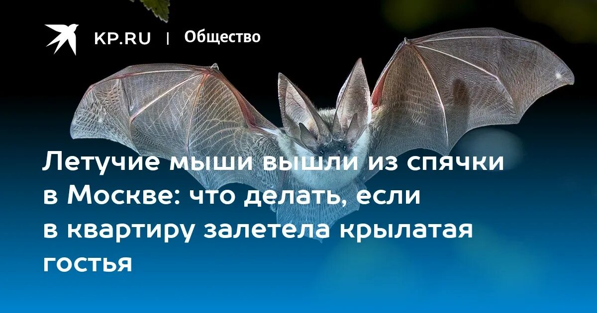 Залетела домой летучая мышь к чему это. Летучая мышь в комнате. Летучая мышь в доме. Летучая мышь залетела в квартиру. Домашняя летучая мышь в квартире.
