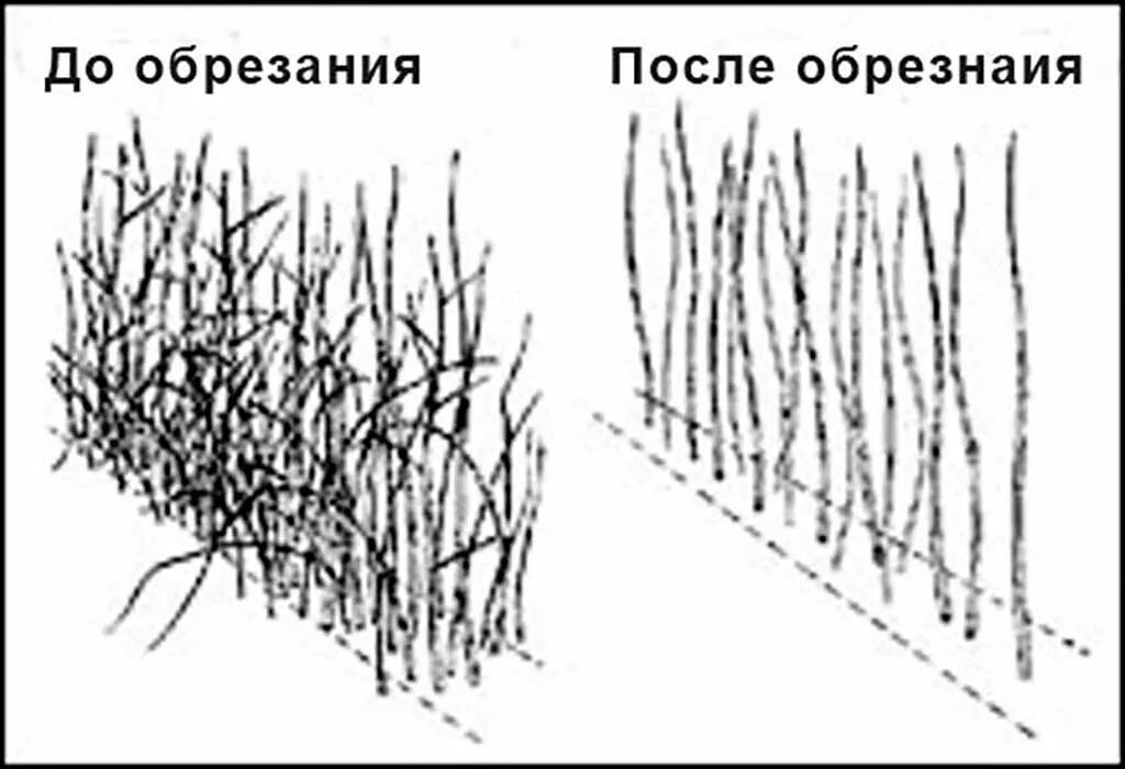 Схема обрезания малины ремонтантной. Правильная обрезка малины весной схема. Обрезка малины весной схема. Схема обрезки ремонтантной малины осенью. Обрезка малины весной как правильно