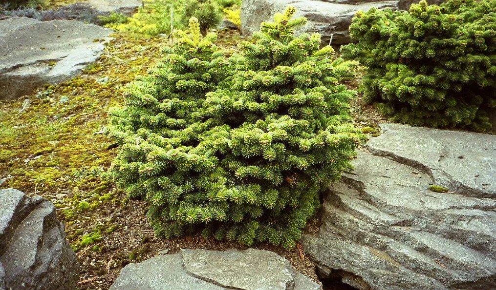 Пихта Нордмана Ауреа. Пихта Нордмана (Abies nordmanniana. Пихта Нордмана Барабитс компакт. Пихта Бревифолия.