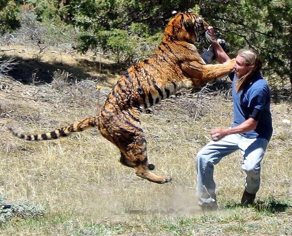 Дикий животный нападает