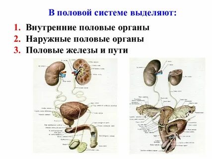 Мочевыделительная половая система