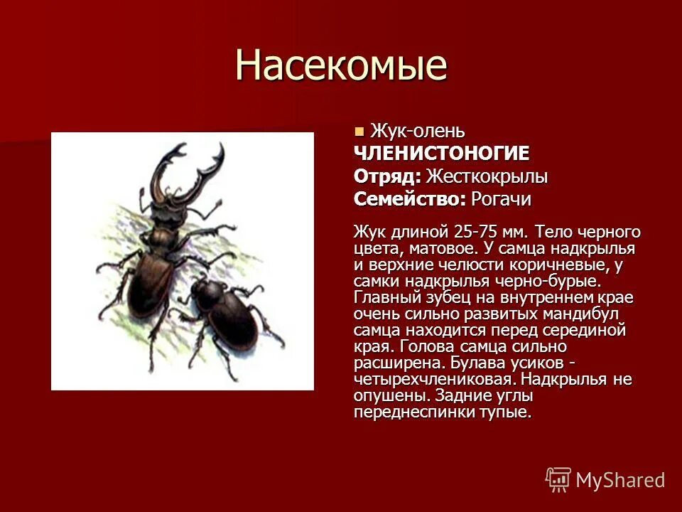 майский жук рогач. жук олень части тела с подписями. какого длины этого жука. как называются верхние челюсти у жука оленя напоминающие рога. жук олень мандибулы.