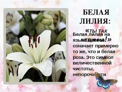 Песня имя лилия