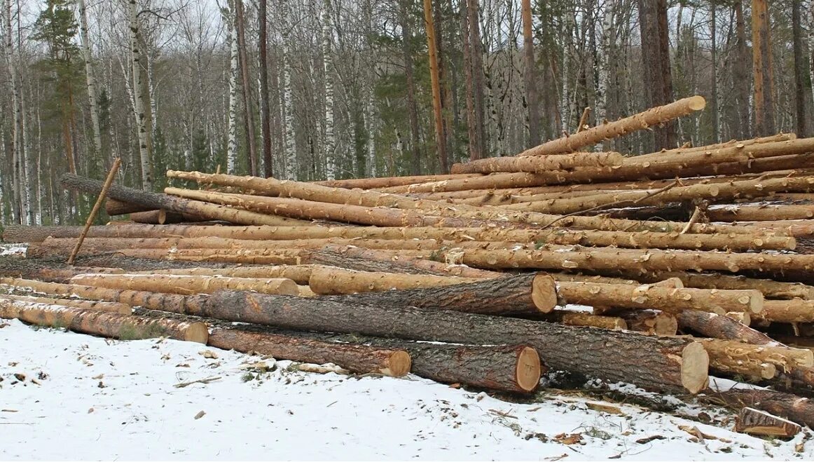 Мод на вырубку деревьев 1.20 1. Рубка деревьев. лиственница рубка. незаконная рубка лесных насаждений. рубка леса.