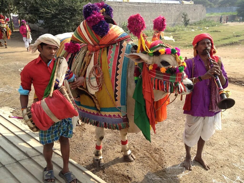 In northern india they harvest their. Понгал праздник урожая в Индии. Макара Санкранти праздник. Праздник урожая «Макара-Санкранти»,.