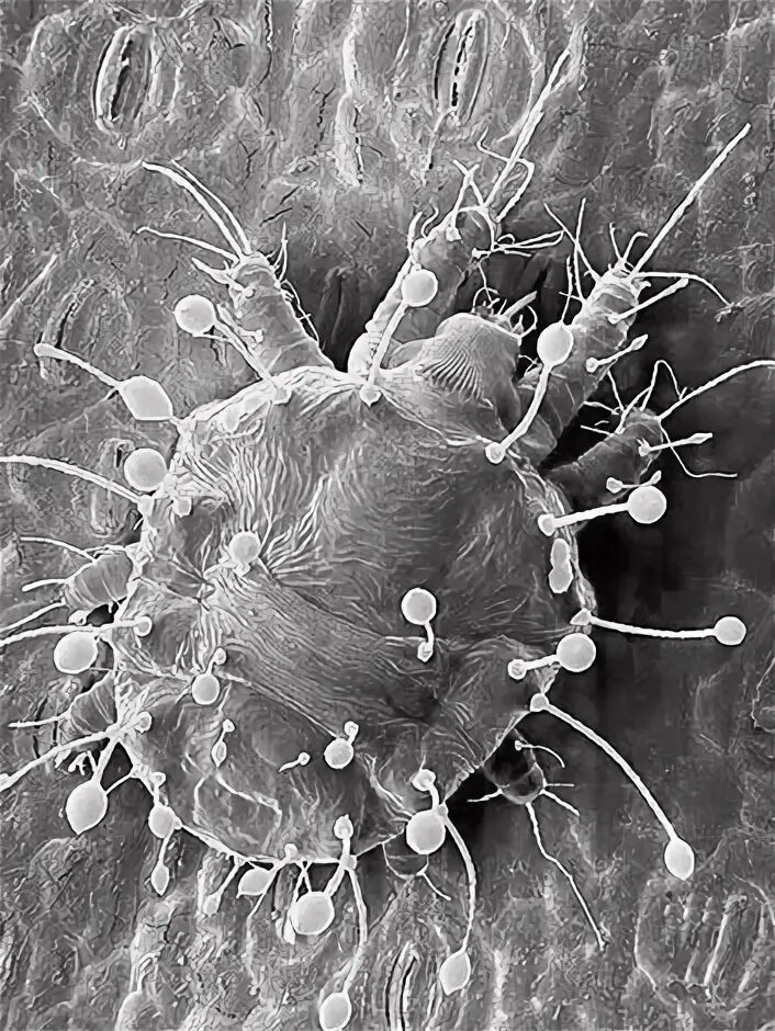 Vegetable: Two-spotted Spider Mite Center for Agriculture, Food, and the Environ