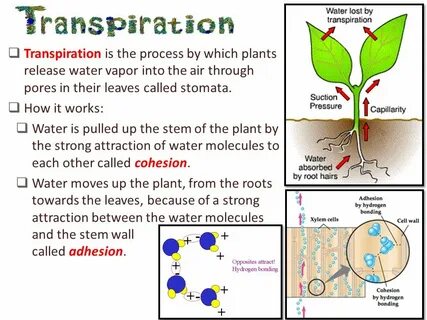 Plant physiology journal