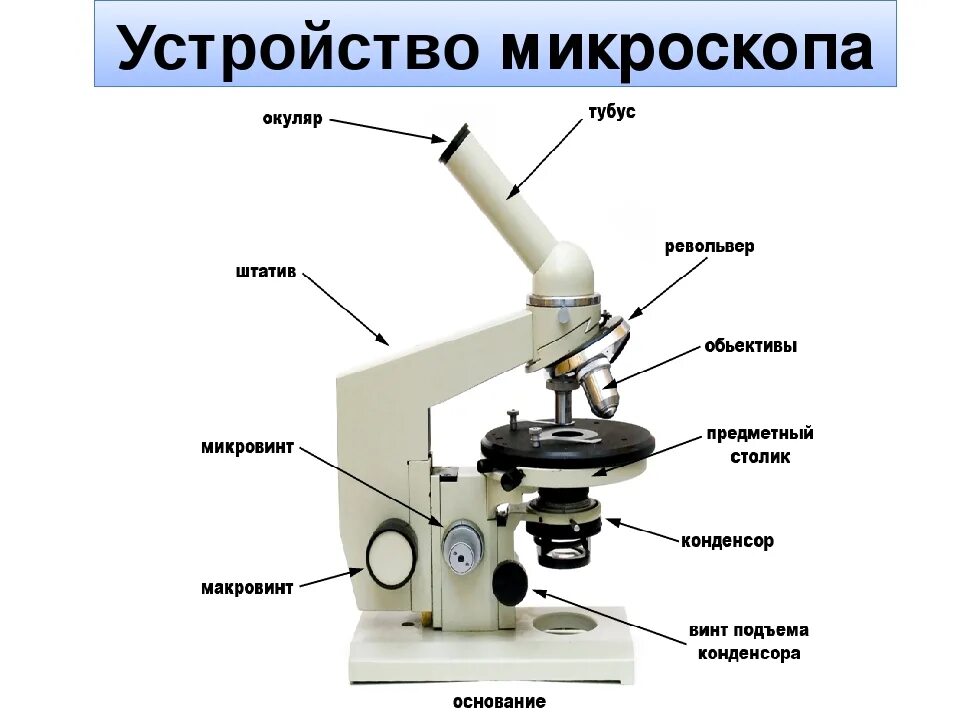 Микроскоп и его части 5 класс биология. Оптический микроскоп строение. Световой микроскоп микробиология строение. Монокулярный микроскоп строение. Световой микроскоп строение макровинт.