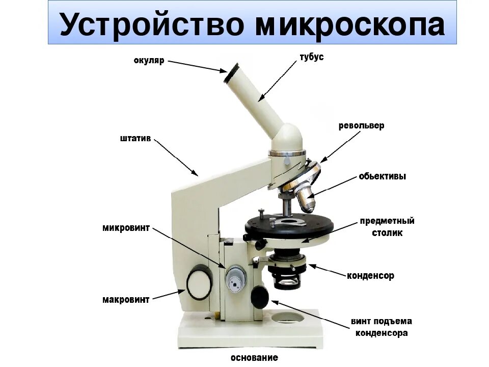 Микроскоп содержание. Микроскоп содержание