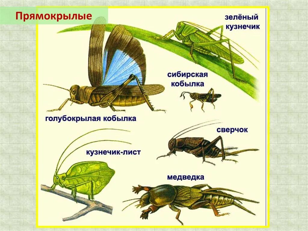 Для прямокрылых характерны. Отряд Прямокрылые Саранча. Отряд Прямокрылые (Orthoptera). Звуковой аппарат прямокрылых.