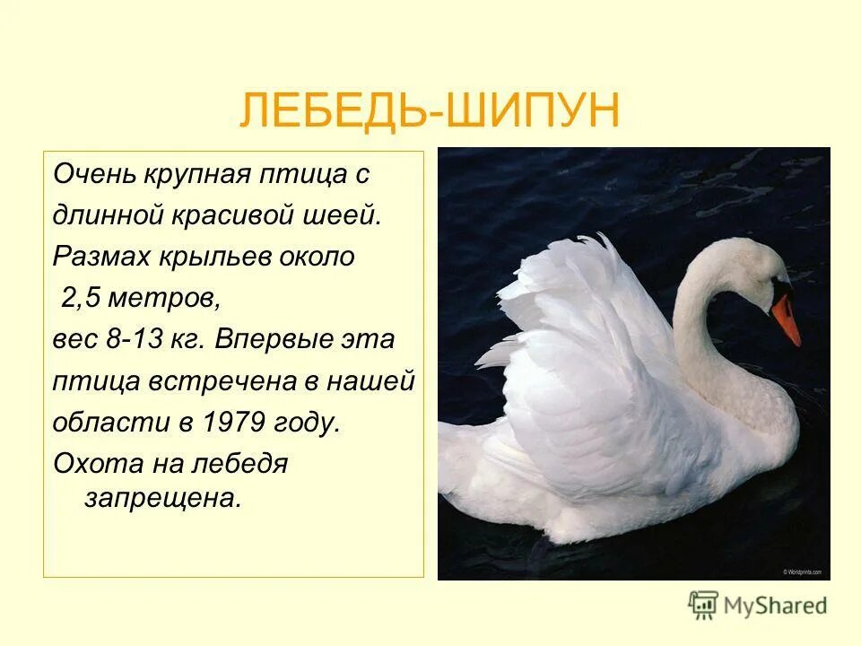 Белые лебеди краткое содержание