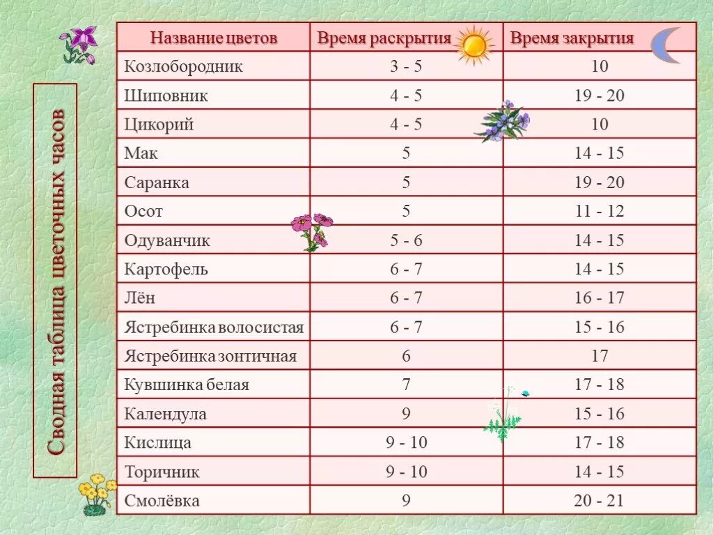 Слово цвести время. Цветочные часы таблица. Время раскрытия и закрытия цветов. Цветочные часы проект. Цветы для цветочных часов таблица.