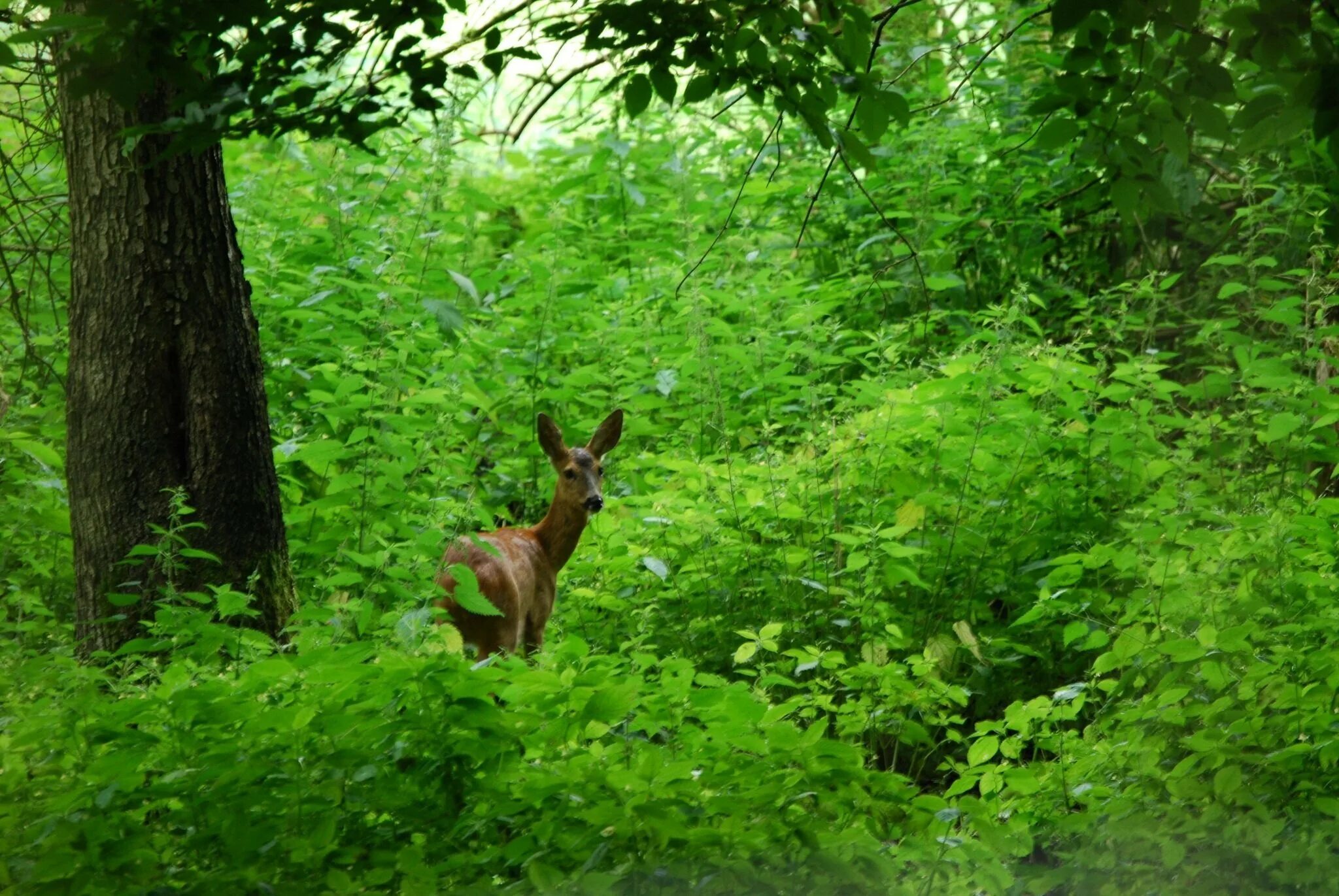 Косуля в широколиственном лесу. Косуля Самурского леса. Самурский лес. Широколиственный лес животный мир. Хвойно широколиственные леса животные