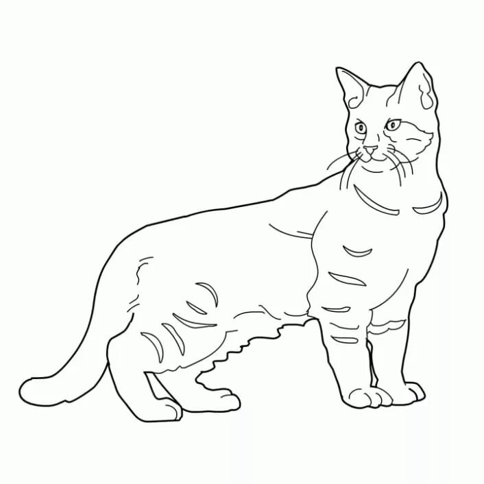 Cats page