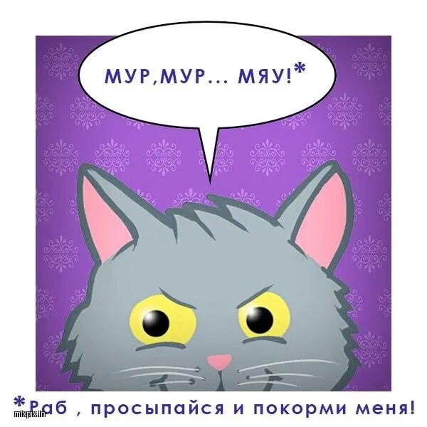 Котик скажи мяу. Мрмяу. Мур мяу. Котик мяу. Котик Мур Мур.