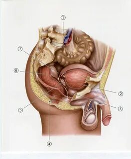Елена Ландердің порно суреттері
