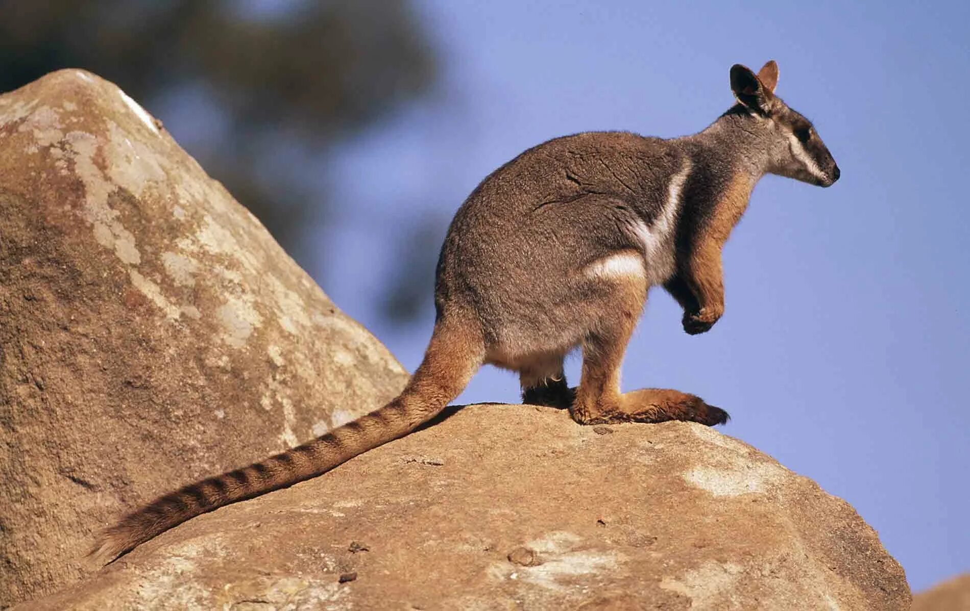 Валлаби Австралия. Эндемики Австралии кенгуру. Petrogale xanthopus. Кенгуру скальные валлаби.