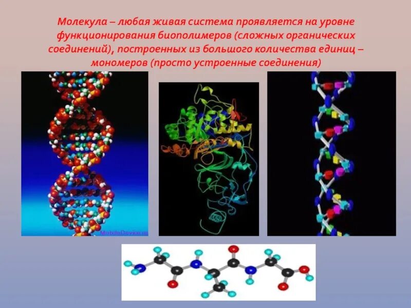 Любая молекула. Молекулярный уровень. Молекулярный уровень организации. Молекулярный уровень организации живой природы. Соединение не являющееся биополимером