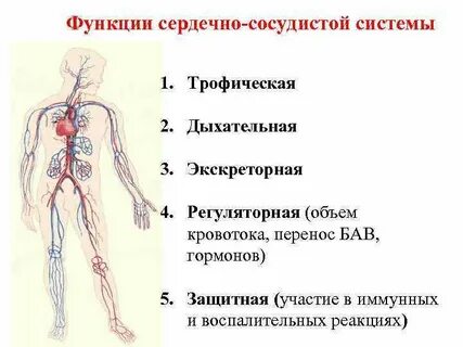 Какие системы выполняют регуляторную функцию