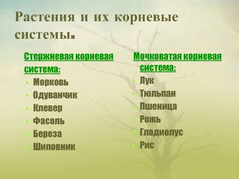 Стержневатая корневой системы. Растения со стержневой корневой системой одуванчик. Мочковатая корневая система примеры. Стержневые корни примеры растений.