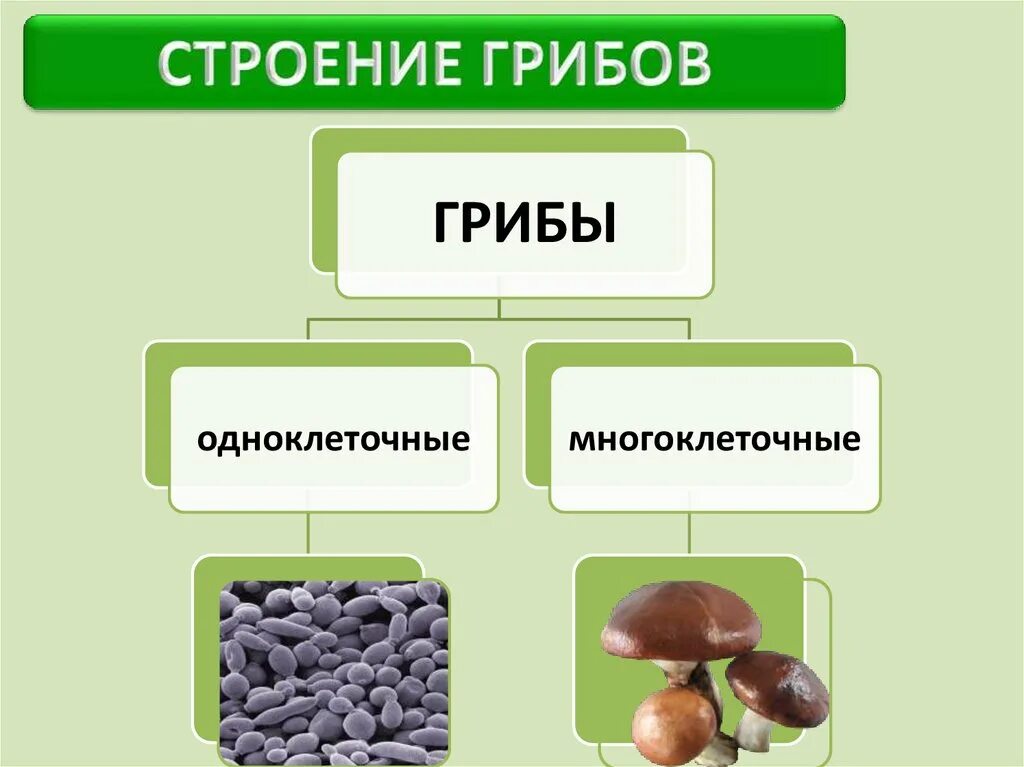 Какое основание позволило разделить грибы. Строение гриба. Строение и разнообразие грибов. Разнообразие грибов схема. Строение грибов и их многообразие.